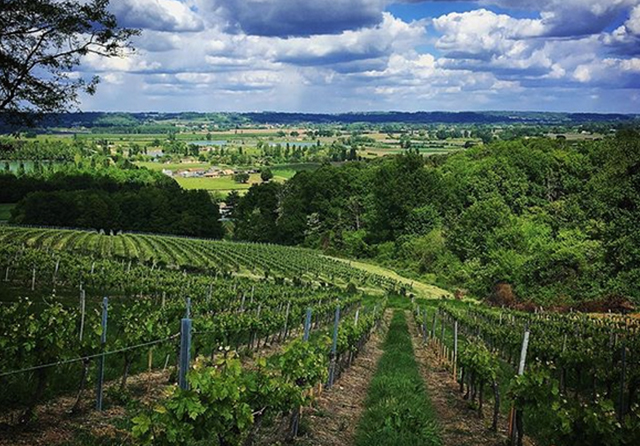 Vignobles Pueyo - Saint Emilion and Bordeaux organic - The vineyard